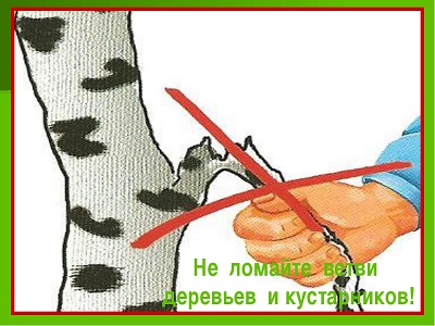 ne lomaite derevya