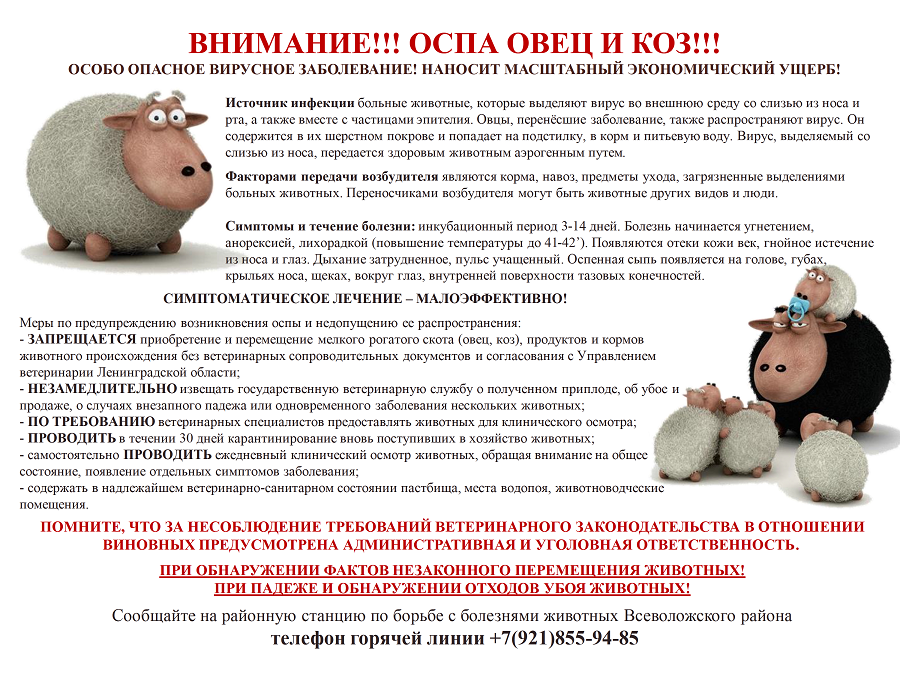 pamyatka ovcy ospa