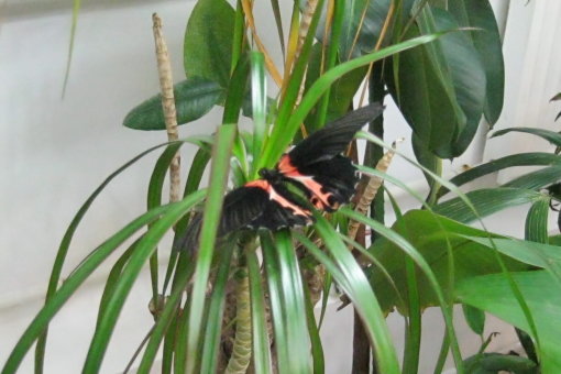 tropic paradise